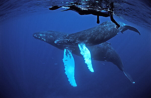 Humpback whale, mother, calf and snorkeler