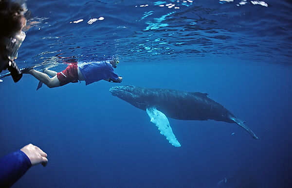 Humpback whale, mother, calf and snorkeler