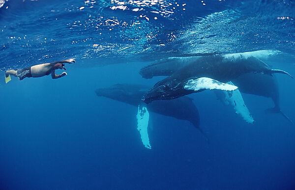 Humpback whale family and snorkeler