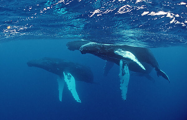 Humpback whale, father, mother and calf