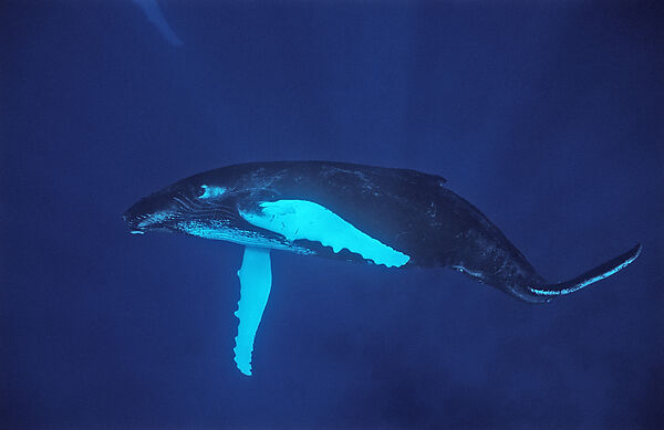 Humpback whale, Calf