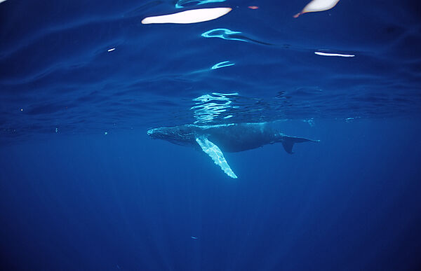 Humpback whale, Calf