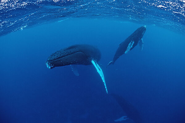 Humpback whale, mother and Calf