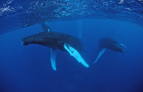 Humpback whale, mother and Calf