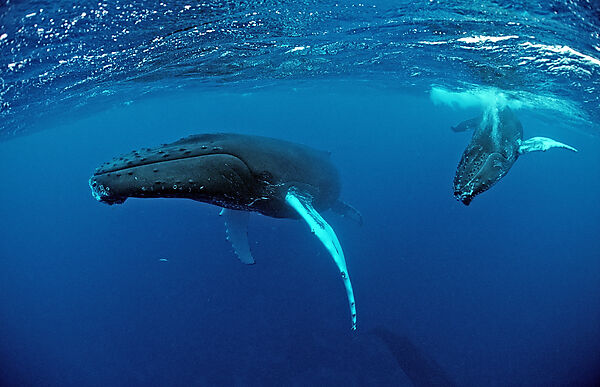 Humpback whale, mother and Calf