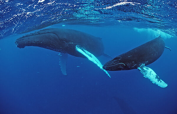 Humpback whale, mother and Calf