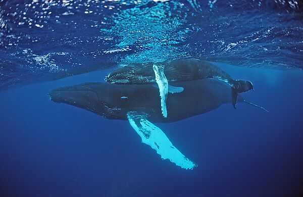 Humpback whale, mother and Calf