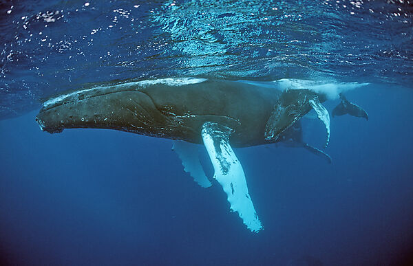 Humpback whale, mother and Calf