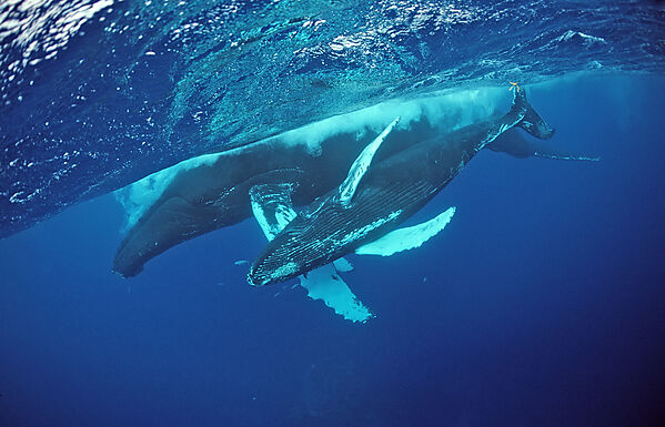 Humpback whale, mother and Calf