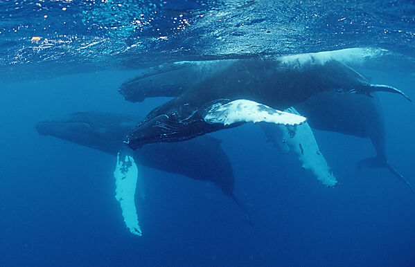Humpback whale, father, mother and calf