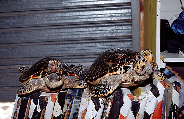 Two sea turtles as souvenir
