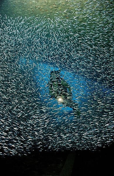 Taucher im Schiffswrack Patricia