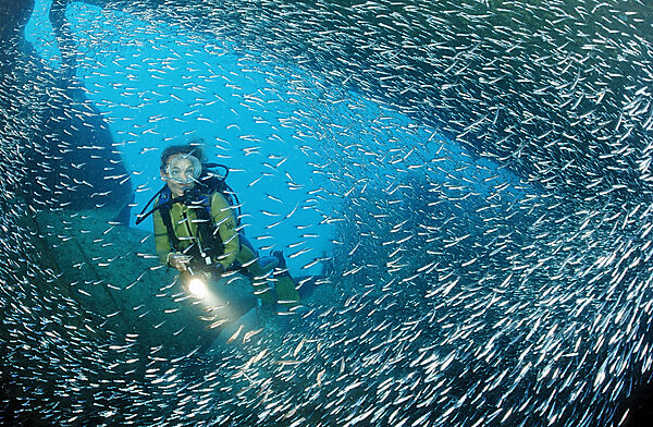 Taucher im Schiffswrack Patricia