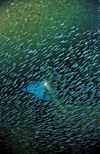 Taucher im Schiffswrack Patricia