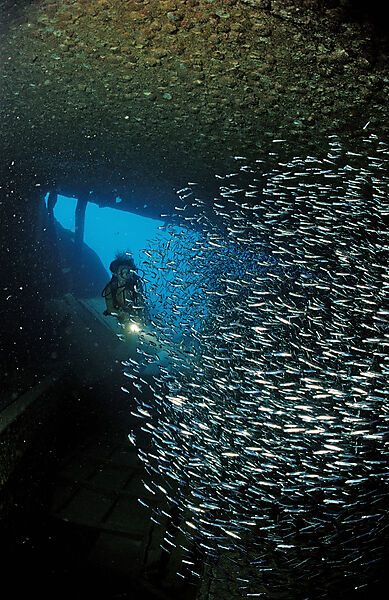 Taucher im Schiffswrack Patricia