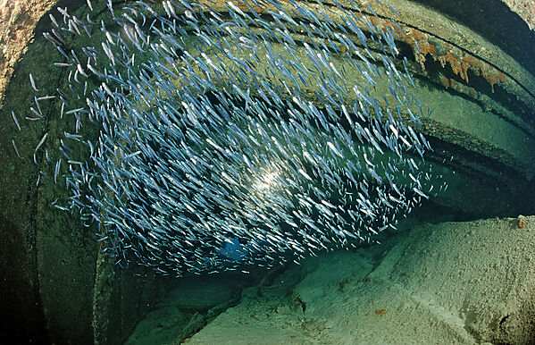 Taucher im Schiffswrack Patricia