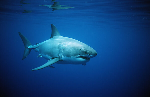 Great White Shark