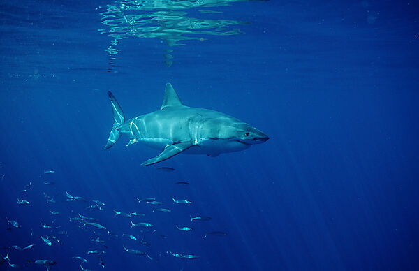 Great White Shark