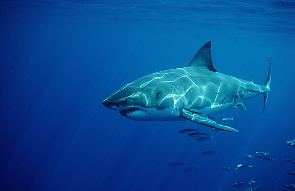 Great White Shark