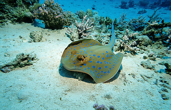 Bluespotted ribbontail ray