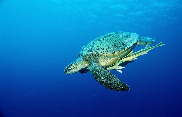 Green Sea Turtle