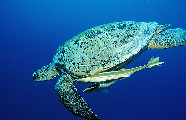 Green Sea Turtle