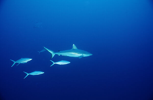 Grey reef shark