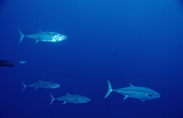 Dogtooth tuna