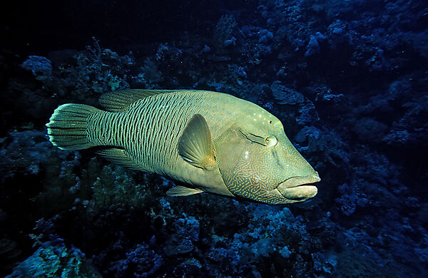 Humpback wrasse