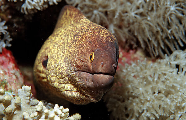 Yellow-margined moray