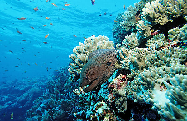 Giant moray