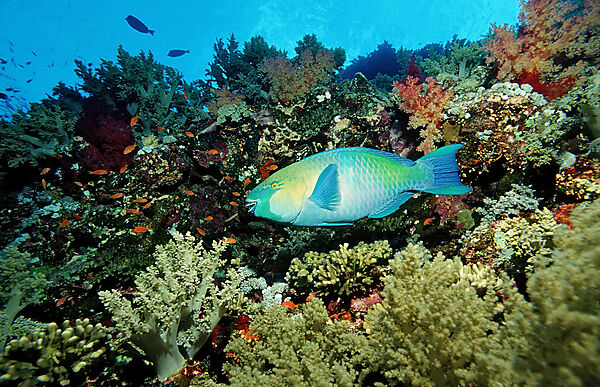 Greentroat parrotfishes