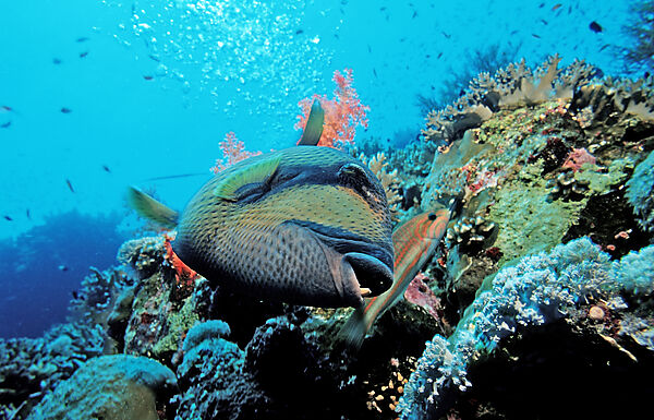 Gruener Riesendrueckerfisch