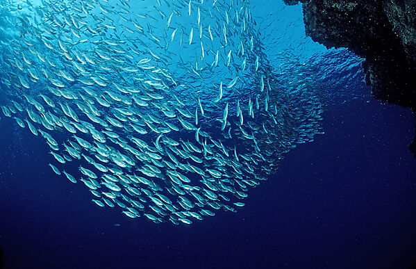 Schooling cardinalfishes