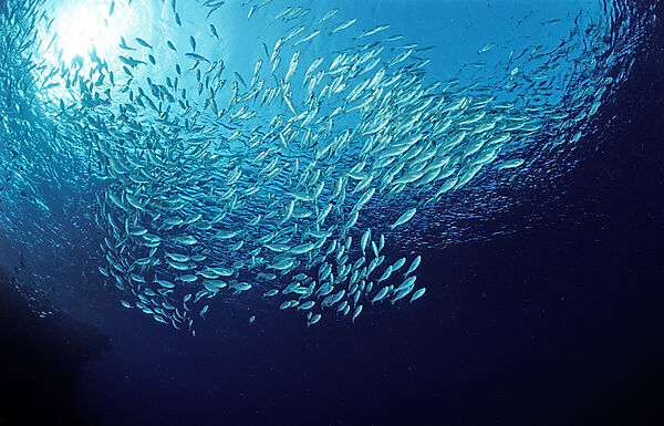 Schooling cardinalfishes