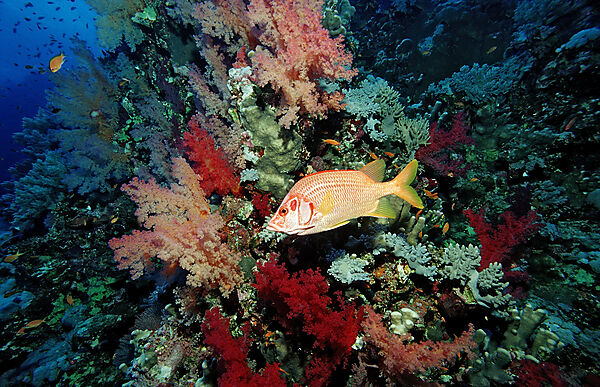Longjawed squirrelfish