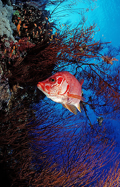 Longjawed squirrelfish