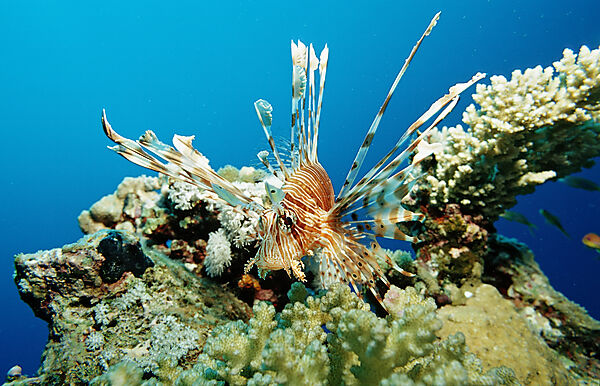 lionfish, turkeyfish