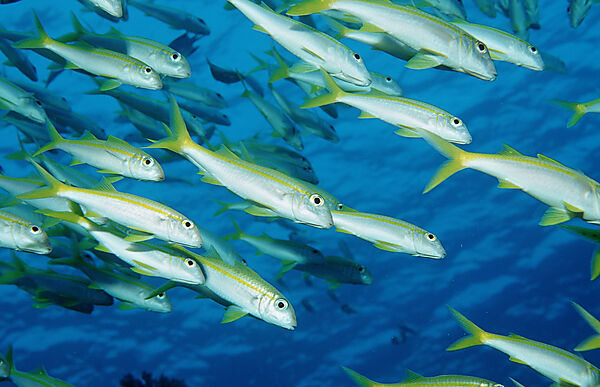 Yellowfin goatfish