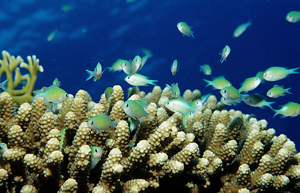 Blue-green chromis