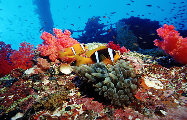 Twobar anemone fish