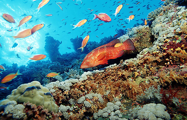 Coral grouper