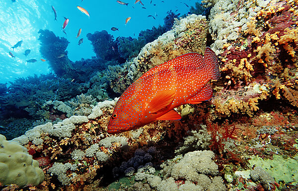 Coral grouper
