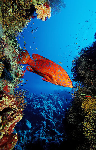 Coral grouper