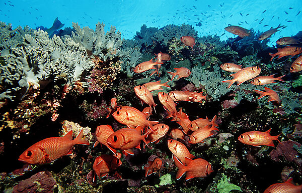 Schooling Blotcheye soldierfish