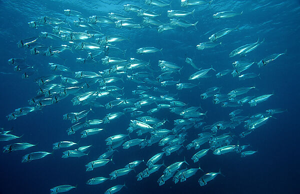 Feeding Indian mackerel