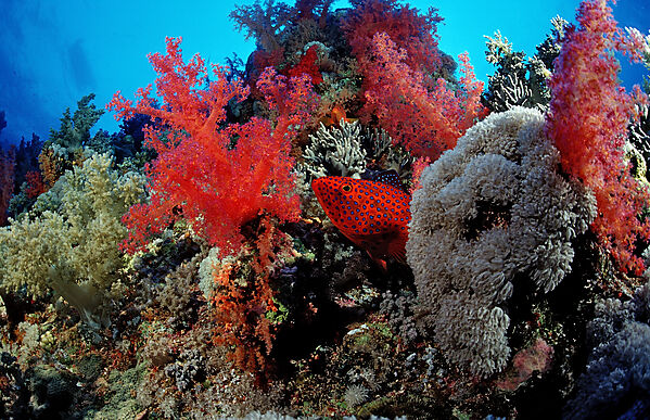 Coral grouper