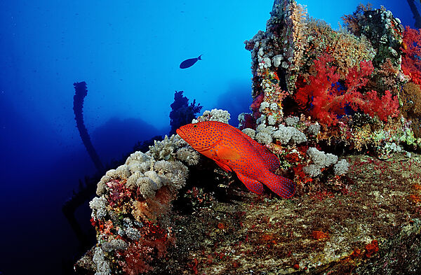 Coral grouper