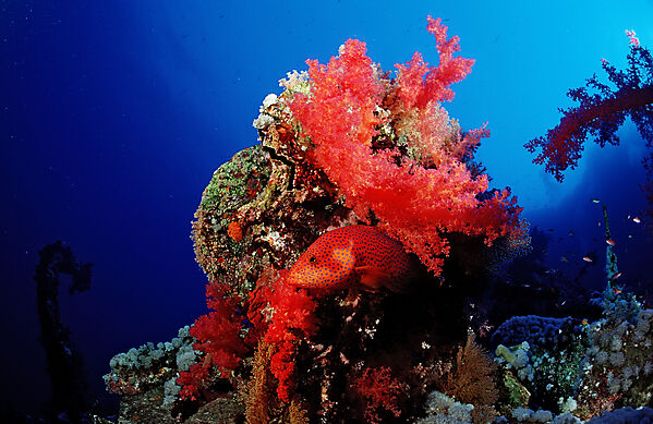 Coral grouper