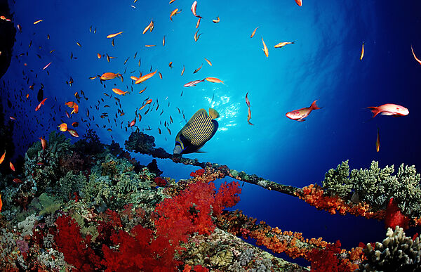 Emperor angelfish